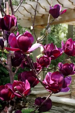 Genie Magnolia Tulip Tree - 5 Gallon Pot -Blossom Grove Store Magnolia Genie 4