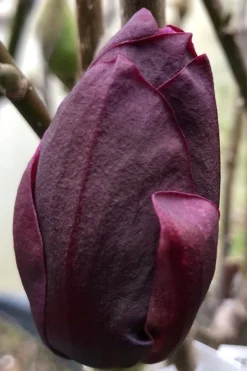 Genie Magnolia Tulip Tree - 5 Gallon Pot -Blossom Grove Store Magnolia Genie 8