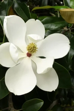 Little Gem Dwarf Southern Magnolia - 7 Gallon Pot (3-4')