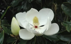 Little Gem Dwarf Southern Magnolia - 7 Gallon Pot (3-4') 17 Little Gem Dwarf Southern Magnolia - 7 Gallon Pot (3-4') -Blossom Grove Store Magnolia Little Gem Bloom 2 1