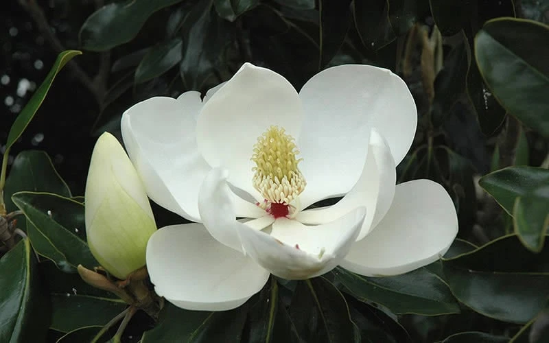 Little Gem Dwarf Southern Magnolia - 7 Gallon Pot (5-6') 9 Little Gem Dwarf Southern Magnolia - 7 Gallon Pot (5-6') - Image 9