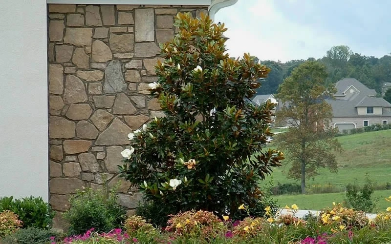 Little Gem Dwarf Southern Magnolia - 7 Gallon Pot (5-6') 7 Little Gem Dwarf Southern Magnolia - 7 Gallon Pot (5-6') - Image 7