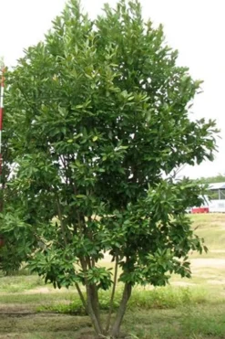 Moonglow Sweetbay Magnolia Tree (Magnolia Virginiana 'Jim Wilson') - 7 Gallon Pot (5-6') -Blossom Grove Store Magnolia Moonglow Sweetbay 6 1