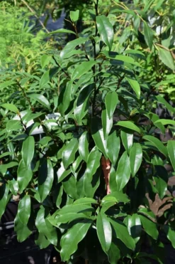 Stellar Ruby Magnolia Single Trunk Tree (Banana Shrub Hybrid) - 7 Gallon Pot (3-4') -Blossom Grove Store Magnolia Stellar Ruby 3