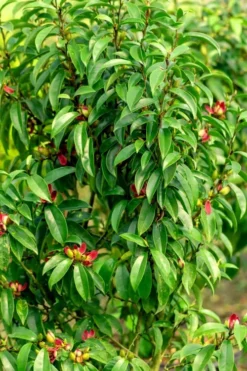 Stellar Ruby Magnolia X Figo - Banana Shrub Hybrid - 7 Gallon Pot (2-3') 9 Stellar Ruby Magnolia X Figo - Banana Shrub Hybrid - 7 Gallon Pot (2-3') -Blossom Grove Store Magnolia Stellar Ruby 4