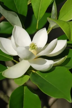 Sweetbay Magnolia - 5 Gallon Pot -Blossom Grove Store Magnolia Sweet Bay 10 3