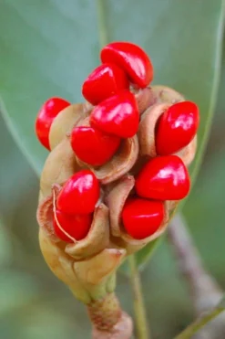 Sweetbay Magnolia - 7 Gallon Pot (5-6') -Blossom Grove Store Magnolia Sweet Bay 14 1
