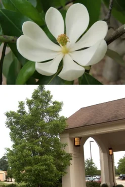 Sweetbay Magnolia - 7 Gallon Pot (5-6') -Blossom Grove Store Magnolia Sweetbay 2 500x750 2