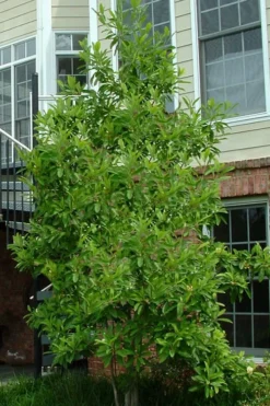 Northern Belle Sweetbay Magnolia Tree (Magnolia Virginiana) - 7 Gallon Pot (5-6') -Blossom Grove Store Magnolia Sweetbay Northern Belle 2