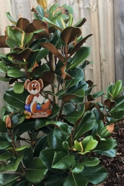 Teddy Bear Dwarf Southern Magnolia - 7 Gallon Pot (2-3') -Blossom Grove Store Magnolia Teddy Bear 4