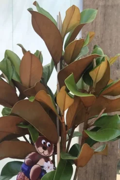 Teddy Bear Dwarf Southern Magnolia - 7 Gallon Pot (3-4') -Blossom Grove Store Magnolia Teddy Bear 6 1
