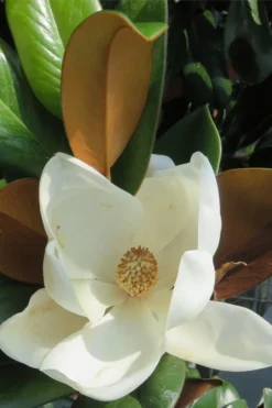 Teddy Bear Dwarf Southern Magnolia - 7 Gallon Pot (2-3') -Blossom Grove Store Magnolia Teddy Bear 7