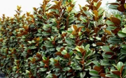 Teddy Bear Dwarf Southern Magnolia - 7 Gallon Pot (2-3') -Blossom Grove Store Magnolia Teddy Bear 8