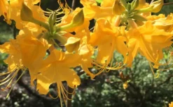 Admiral Semmes Native Azalea - Rhododendron - 1 Gallon Pot -Blossom Grove Store Native Azalea Admiral Semmes 12