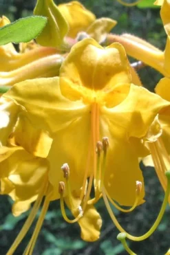 Admiral Semmes Native Azalea - Rhododendron - 1 Gallon Pot -Blossom Grove Store Native Azalea Admiral Semmes 500x750 1