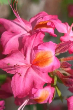 Country Cousin Pink Aromi Azalea (Rhododendron Hybrid) - 3 Gallon Pot -Blossom Grove Store Native Azalea Country Cousin 3