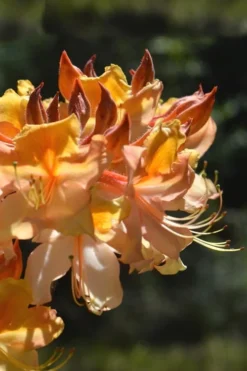 Dancing Rabbit Aromi Azalea (Rhododendron Hybrid) - 3 Gallon Pot -Blossom Grove Store Native Azalea Dancing Rabbit 2