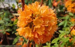 Dons Variegated Native Azalea - Rhododendron - 3 Gallon Pot -Blossom Grove Store Native Azalea Dons Variegated 10 1