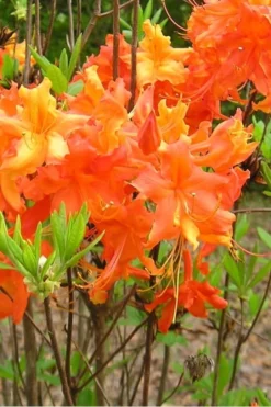 Frontier Gold Aromi Azalea (Rhododendron Hybrid) - 1 Gallon Pot -Blossom Grove Store Native Azalea Frontier Gold 2