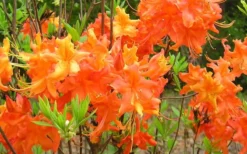 Frontier Gold Aromi Azalea (Rhododendron Hybrid) - 1 Gallon Pot -Blossom Grove Store Native Azalea Frontier Gold 4