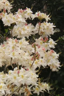 High Tide Aromi Azalea (Deciduous Rhododendron Hybrid) - 3 Gallon Pot -Blossom Grove Store Native Azalea High Tide 10