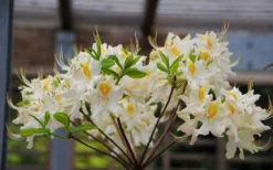 High Tide Aromi Azalea (Deciduous Rhododendron Hybrid) - 3 Gallon Pot -Blossom Grove Store Native Azalea High Tide 2
