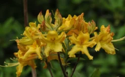 Jane's Gold Aromi Azalea (Rhododendron Hybrid) - 3 Gallon Pot -Blossom Grove Store Native Azalea Janes Gold 1