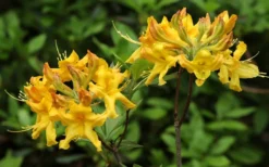 Jane's Gold Aromi Azalea (Rhododendron Hybrid) - 3 Gallon Pot -Blossom Grove Store Native Azalea Janes Gold 3