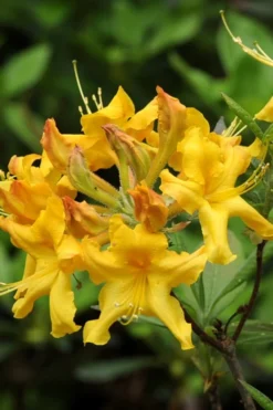 Jane's Gold Aromi Azalea (Rhododendron Hybrid) - 3 Gallon Pot -Blossom Grove Store Native Azalea Janes Gold 4