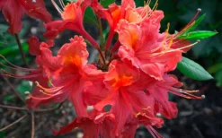 Jeb Stuart Native Azalea (Rhododendron) - 3 Gallon Pot -Blossom Grove Store Native Azalea Jeb Stuart 2