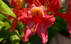 Jeb Stuart Native Azalea (Rhododendron) - 3 Gallon Pot -Blossom Grove Store Native Azalea Jeb Stuart 3