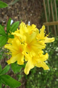 Lemonade Aromi Azalea (Rhododendron Hybrid) - 3 Gallon Pot -Blossom Grove Store Native Azalea Lemonade 10