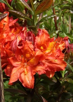 Mary Poppins Azalea (Rhododendron) - 5 Gallon Pot -Blossom Grove Store Native Azalea Mary Poppins 5