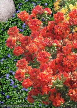 Mary Poppins Azalea (Rhododendron) - 5 Gallon Pot -Blossom Grove Store Native Azalea Mary Poppins 6