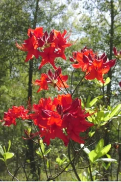 Radiant Red Aromi Azalea (Rhododendron Hybrid) - 3 Gallon Pot -Blossom Grove Store Native Azalea Radiant Red 6