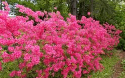Rosy Lights Cold Hardy Azalea (Rhododendron) - 3 Gallon Pot -Blossom Grove Store Native Azalea Rosy Lights 5