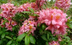 Samford Sorbet Native Azalea (Rhododendron) - 3 Gallon Pot 8 Samford Sorbet Native Azalea (Rhododendron) - 3 Gallon Pot -Blossom Grove Store Native Azalea Samford Sorbet 1