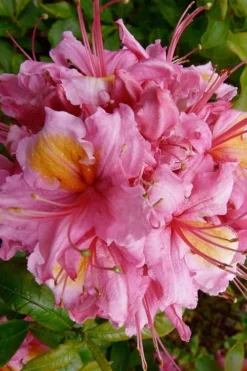 Samford Sorbet Native Azalea (Rhododendron) - 3 Gallon Pot 9 Samford Sorbet Native Azalea (Rhododendron) - 3 Gallon Pot -Blossom Grove Store Native Azalea Samford Sorbet 10