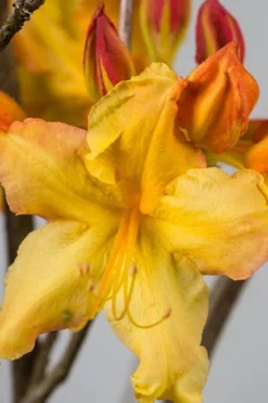 Solar Flare Sunbow Azalea - 3 Gallon Pot -Blossom Grove Store Native Azalea Solar Flare Sunbow BS