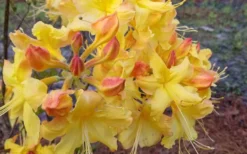 Solar Flare Sunbow Azalea - 3 Gallon Pot -Blossom Grove Store Native Azalea Solor Flare Sunbow 3