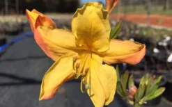 Spring Fanfare Aromi Azalea (Rhododendron Hybrid) - 1 Gallon Pot 7 Spring Fanfare Aromi Azalea (Rhododendron Hybrid) - 1 Gallon Pot -Blossom Grove Store Native Azalea Spring Fanfare 3 1