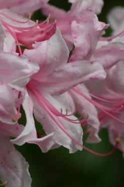 Spring Sensation Aromi Azalea (Rhododendron Hybrid) - 1 Gallon Pot -Blossom Grove Store Native Azalea Spring Sensation 2