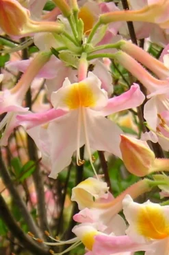 Touch Of Pink Aromi Azalea (Rhododendron Hybrid) - 3 Gallon Pot 12 Touch Of Pink Aromi Azalea (Rhododendron Hybrid) - 3 Gallon Pot -Blossom Grove Store Native Azalea Touch Of Pink 2