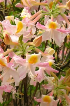 Touch Of Pink Aromi Azalea (Rhododendron Hybrid) - 3 Gallon Pot 10 Touch Of Pink Aromi Azalea (Rhododendron Hybrid) - 3 Gallon Pot -Blossom Grove Store Native Azalea Touch Of Pink 4