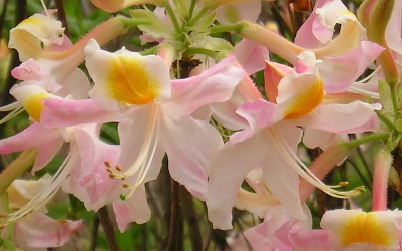 Touch Of Pink Aromi Azalea (Rhododendron Hybrid) - 3 Gallon Pot 7 Touch Of Pink Aromi Azalea (Rhododendron Hybrid) - 3 Gallon Pot - Image 7