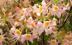 Touch Of Pink Aromi Azalea (Rhododendron Hybrid) - 3 Gallon Pot 11 Touch Of Pink Aromi Azalea (Rhododendron Hybrid) - 3 Gallon Pot -Blossom Grove Store Native Azalea Touch Of Pink 7