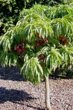 Bonanza Dwarf Patio Peach Tree - 5 Gallon -Blossom Grove Store Peach Bonanza 2