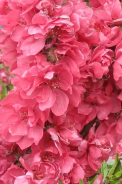 Bonanza Dwarf Patio Peach Tree - 5 Gallon -Blossom Grove Store Peach Bonanza 3