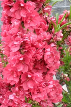 Bonanza Dwarf Patio Peach Tree - 5 Gallon -Blossom Grove Store Peach Bonanza 4