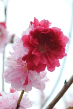 Peppermint Flowering Peach Tree - 2 Gallon Pot -Blossom Grove Store Peach Flowering Peppermint 3